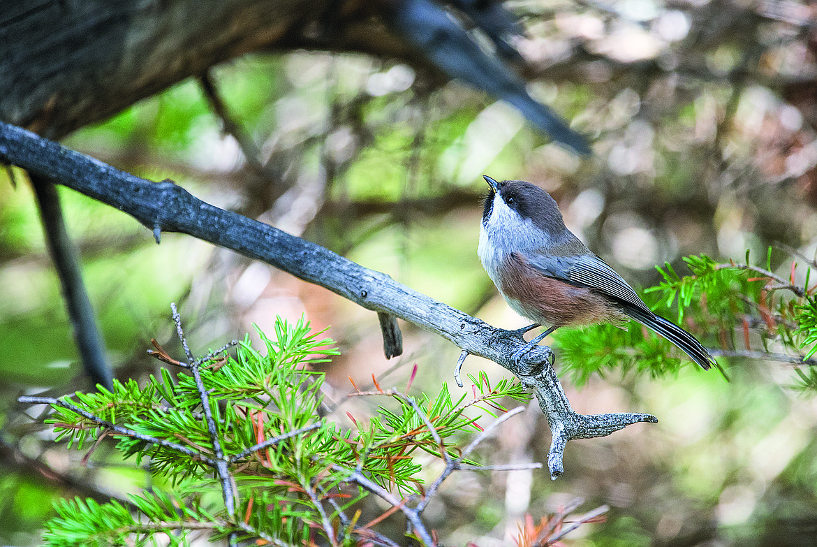 The rarest chickadee in Glacier is the boreal subspecies.  (Chris Peterson photo)