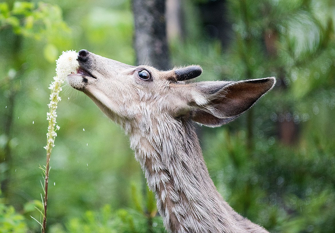 Mule deer eats bear grass.  (Chris Peterson photo)