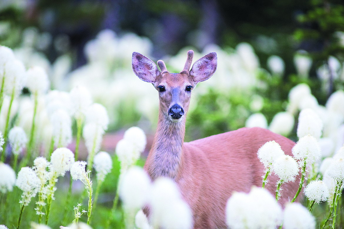 It was a spectacular year for bear grass.  (Chris Peterson photo)