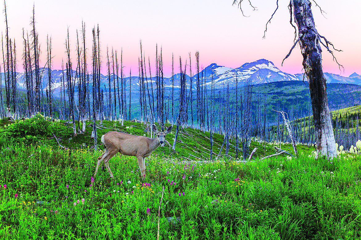 Mule deer at sunrise.  (Chris Peterson photo)