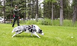 The man behind Glacier's 'Bark Ranger' recognized for his work