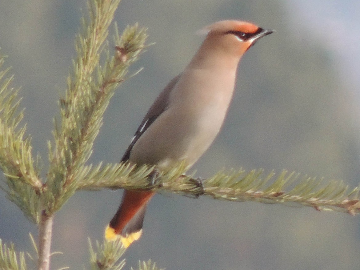 Bohemian Waxwing