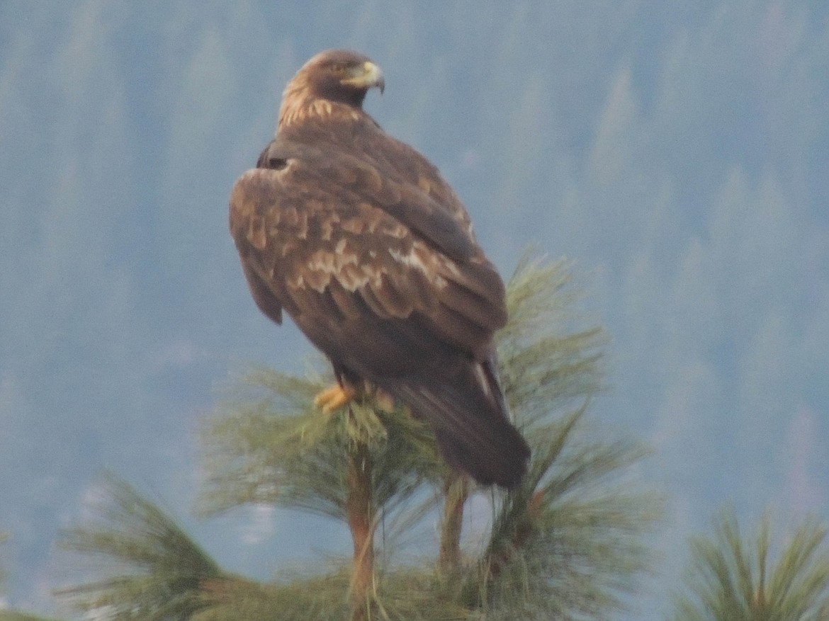 The annual Christmas Bird Count sponsored by the Audubon Society will take place on Dec. 28.