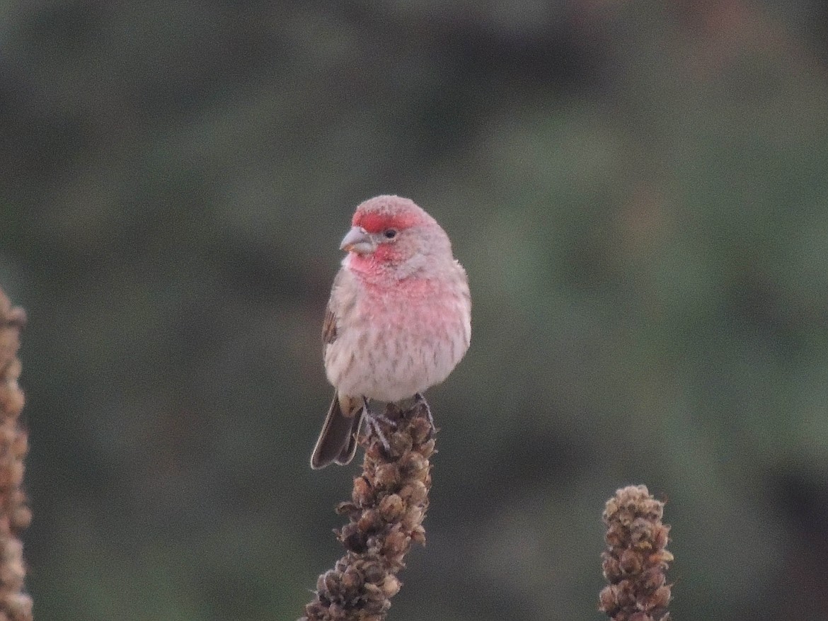 House Finch