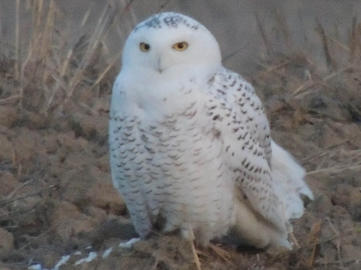 Snowy Owl