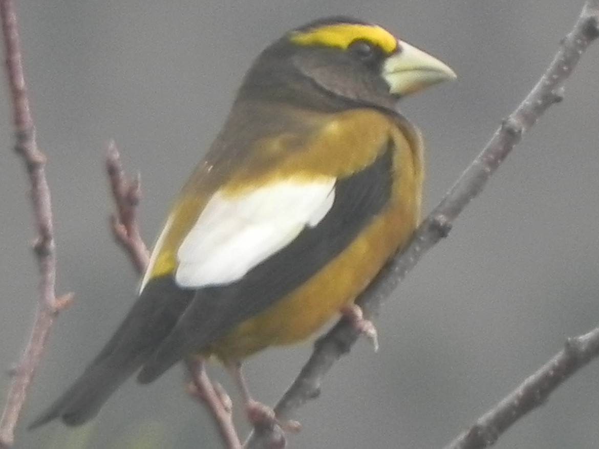 Evening Grosbeak