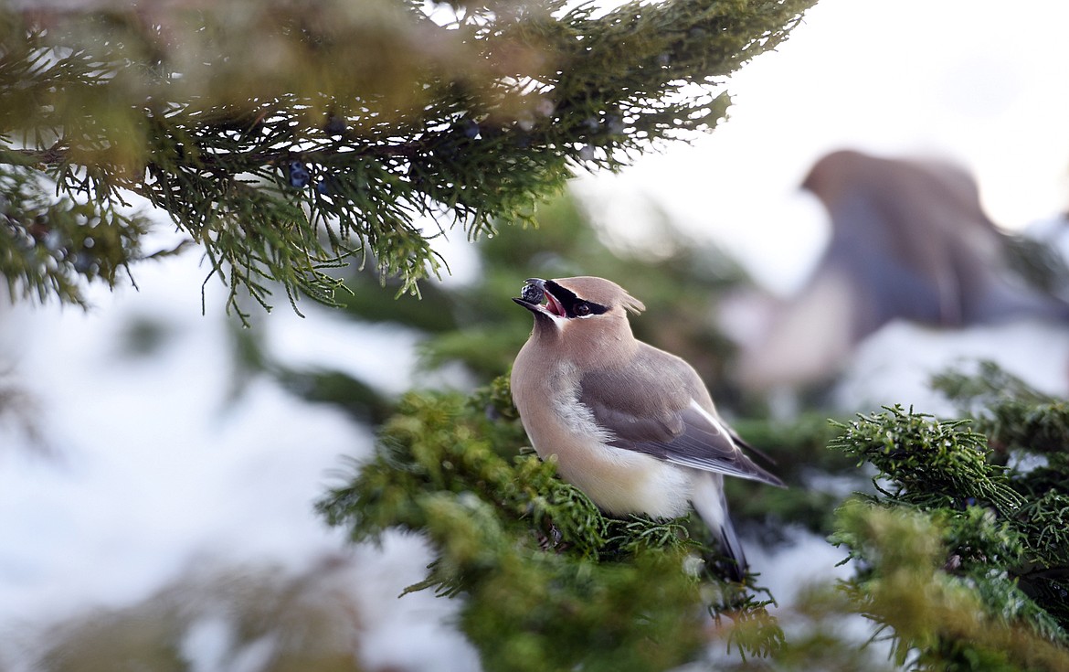 A Cedar Waxwing eats a Juniper berry from a bush in downtown Whitefish on Saturday, January 7.(Brenda Ahearn/Daily Inter Lake)