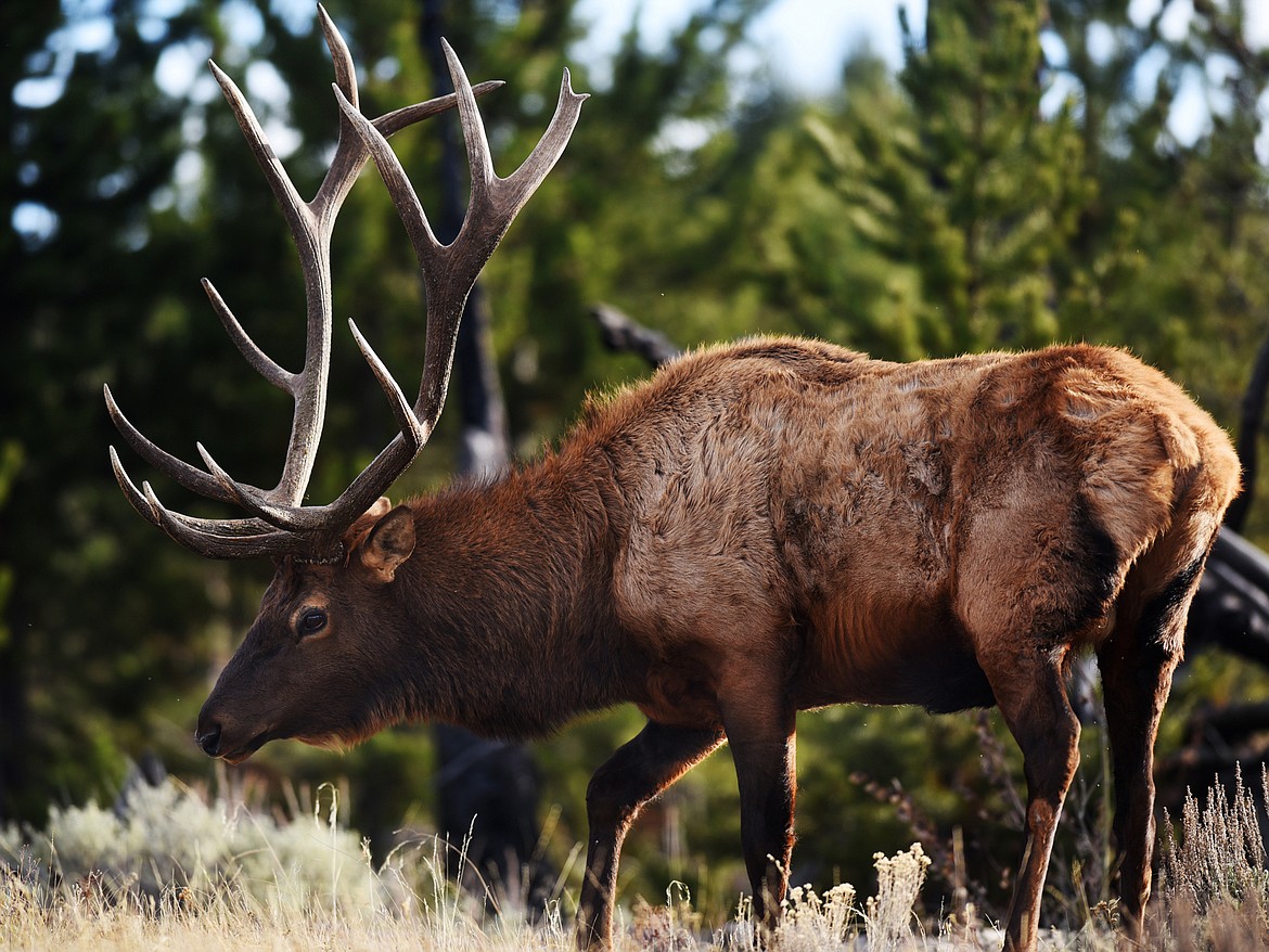 A bull elk grazing in Yellowstone National Park on Tuesday, October 10. Photos from Yellowstone will be the feature for this week&#146;s Montana Life section.(Brenda Ahearn/Daily Inter Lake)