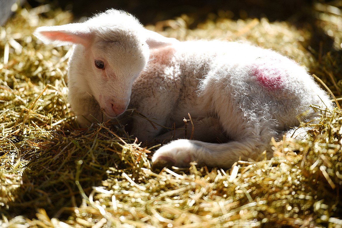 Baby lambs at EarthStar Farm in Whitefish. The lambs are a mix of Cormo and Targhee lambs and are sustainably raised for fine fiber which is sold at area yarn stores.(Brenda Ahearn/Daily Inter Lake)