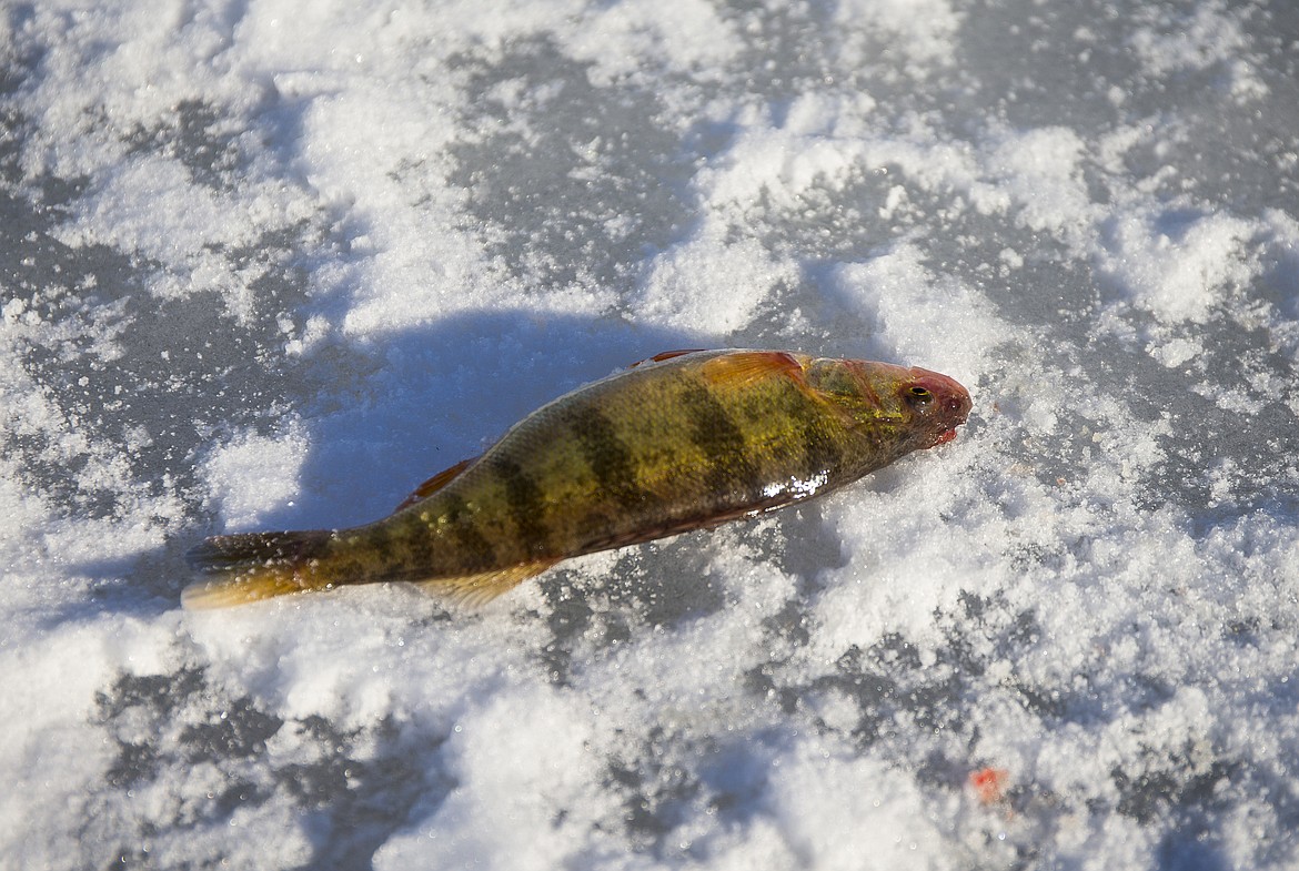 LOREN BENOIT/Press
Brian Young caught this perch while ice fishing Wednesday on Fernan Lake.