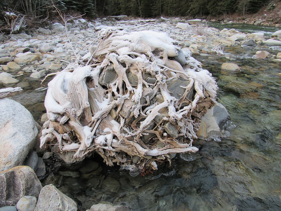 A root ball sits exposed in Lightning Creek, still clutching the rocks in which the roots grew into. (Photo by JASON WILMOTH)