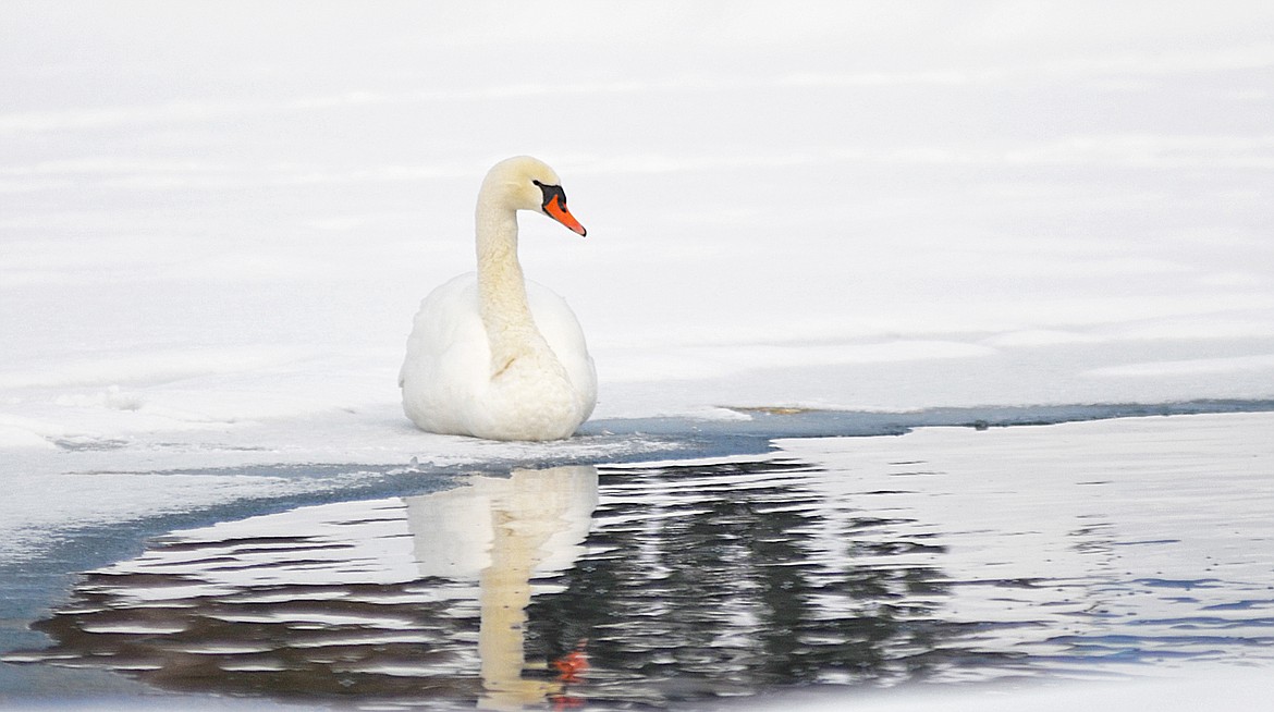 &quot;Pocahontas,&quot; a swan living at the Triple B ranch, makes her way to the Mallard Loop pond each summer.