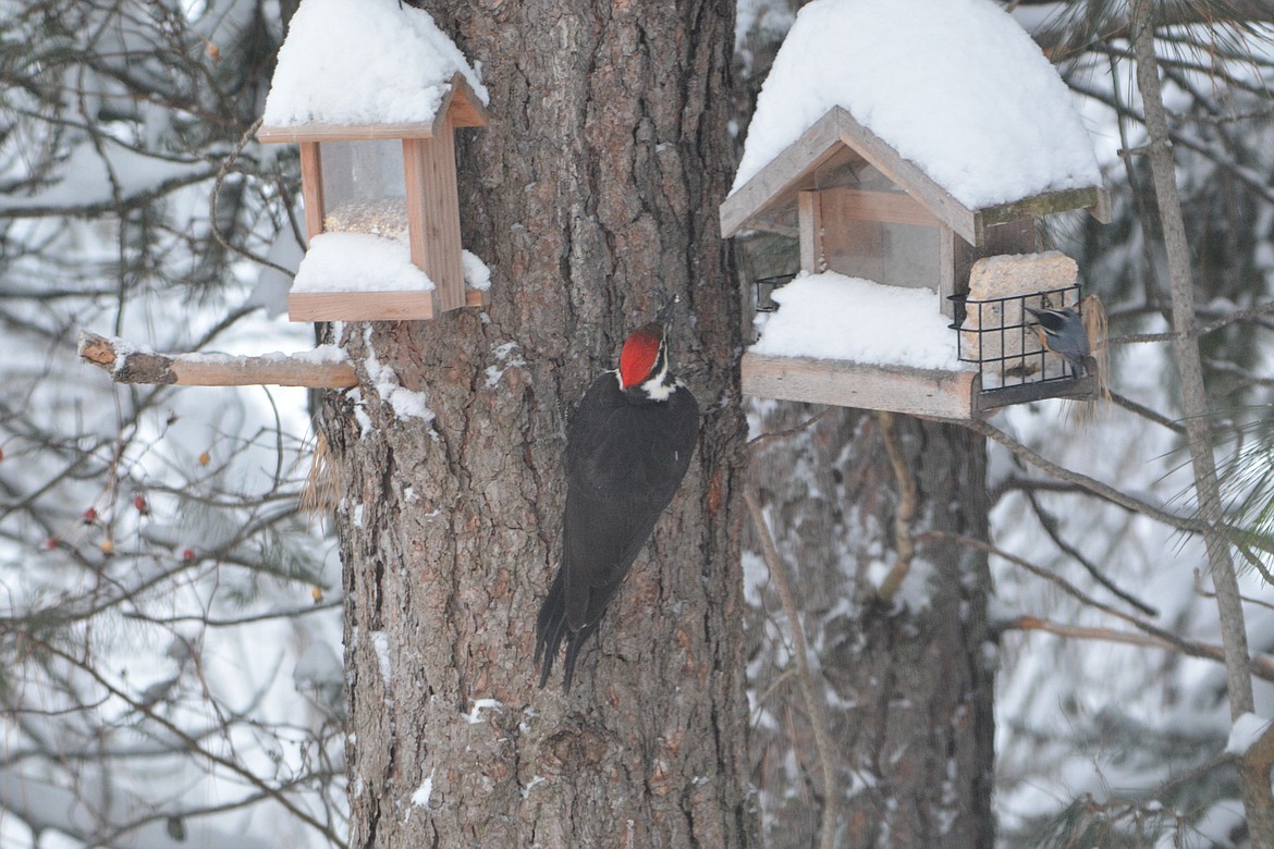 A Pileated Woodpecker (center) and a Red Breasted Nuthatch (right, on the suet block) meet in the winter at bird feeders.