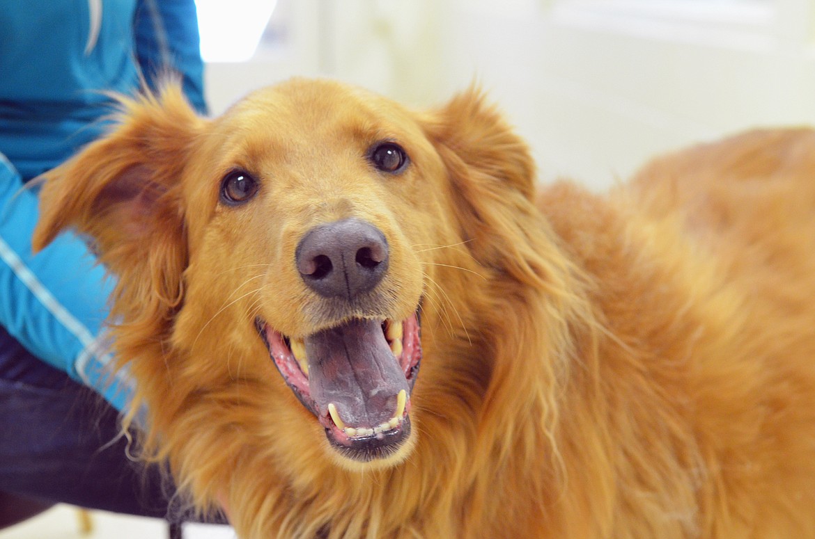 Mufasa is one of seven dogs up for adoption at the Humane Society of Northwest Montana.