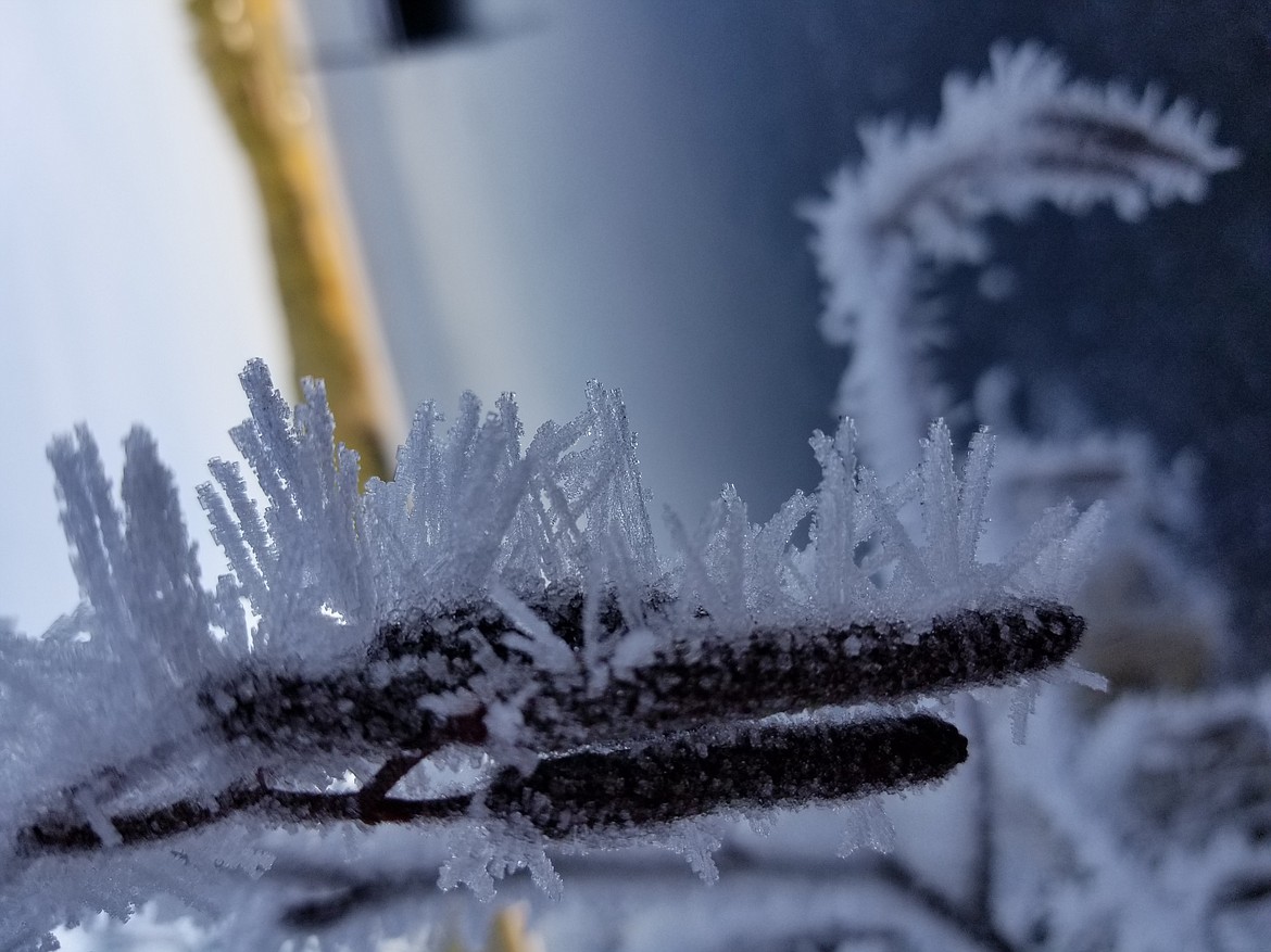 Photo by Connor Neufeld
Boundary County resident Connor Neufeld took this shot at Spring Valley Reservoir in Troy, of a seed pod surrounded by ice crystals.