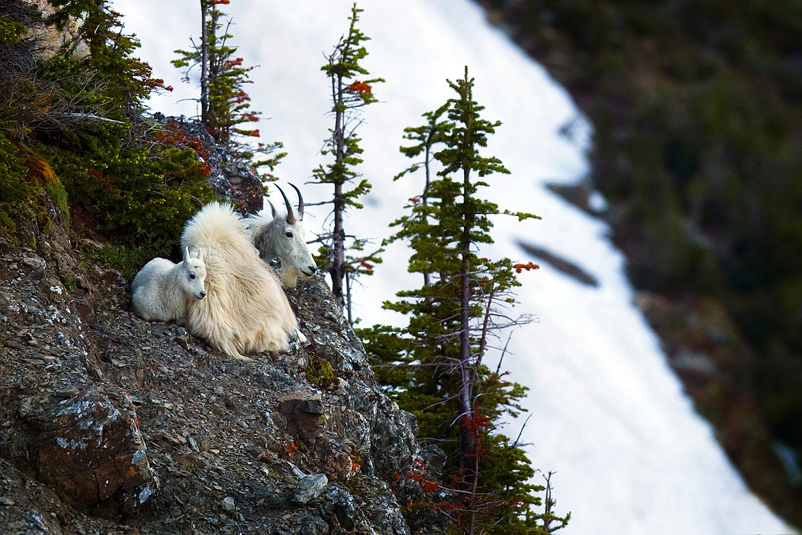 A mother mountain goat and he kid take a rest on  cliff. (Jeremy Weber photo)