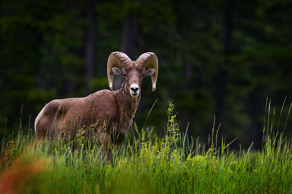 A big horn sheep makes its way through the meadows. (Jeremy Weber photo)