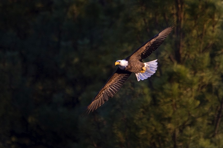 A bald eagle soars near St. Mary Lake. (Jeremy Weber photo)