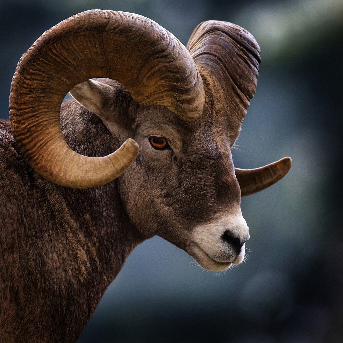 Big Horn Sheep near Logan Pass Visitor Center. (Jeremy Weber photo)