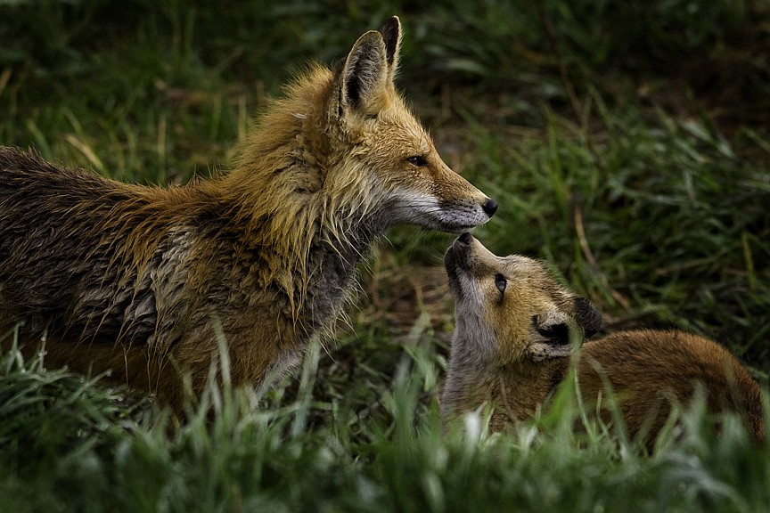 A mother fox shares a moment with her young. (Jeremy Weber photo)