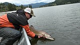 Pike relocation project benefits native trout, anglers