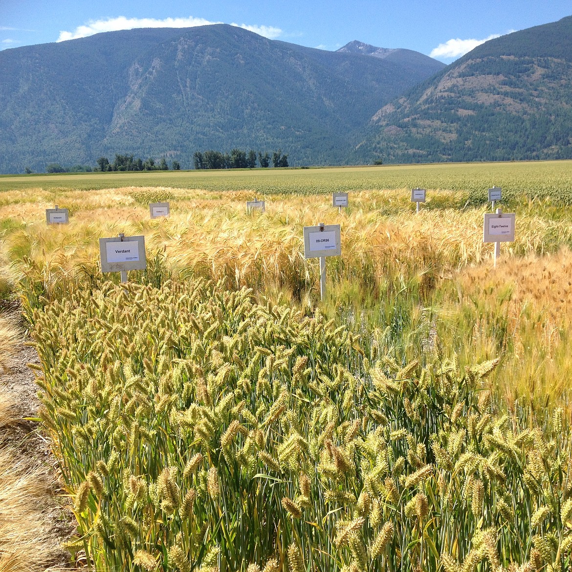 Courtesy photo
The North Idaho Cereal School will feature industry leaders and university researchers presenting information on weed and disease control, pest issues, and variety trial results.