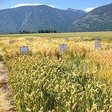 Cereal 'school' features speakers from grain commissions, industry and researchers