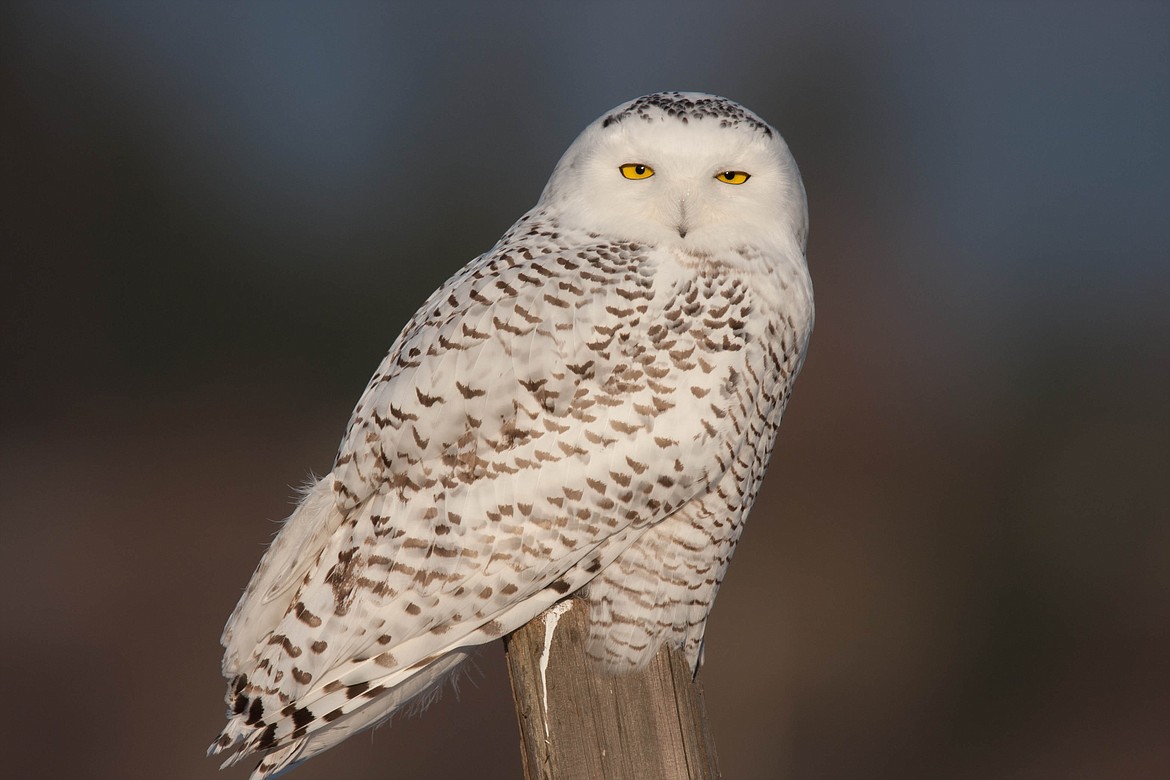 Photo by Steve Jamsa
Snowy Owl sightings are a rare treat in the Kootenai National Wildlife Refuge.