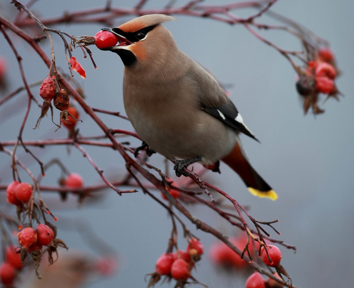 Photo by Steve Jamsa
Bohemian Waxwings are winter visitors the Refuge.