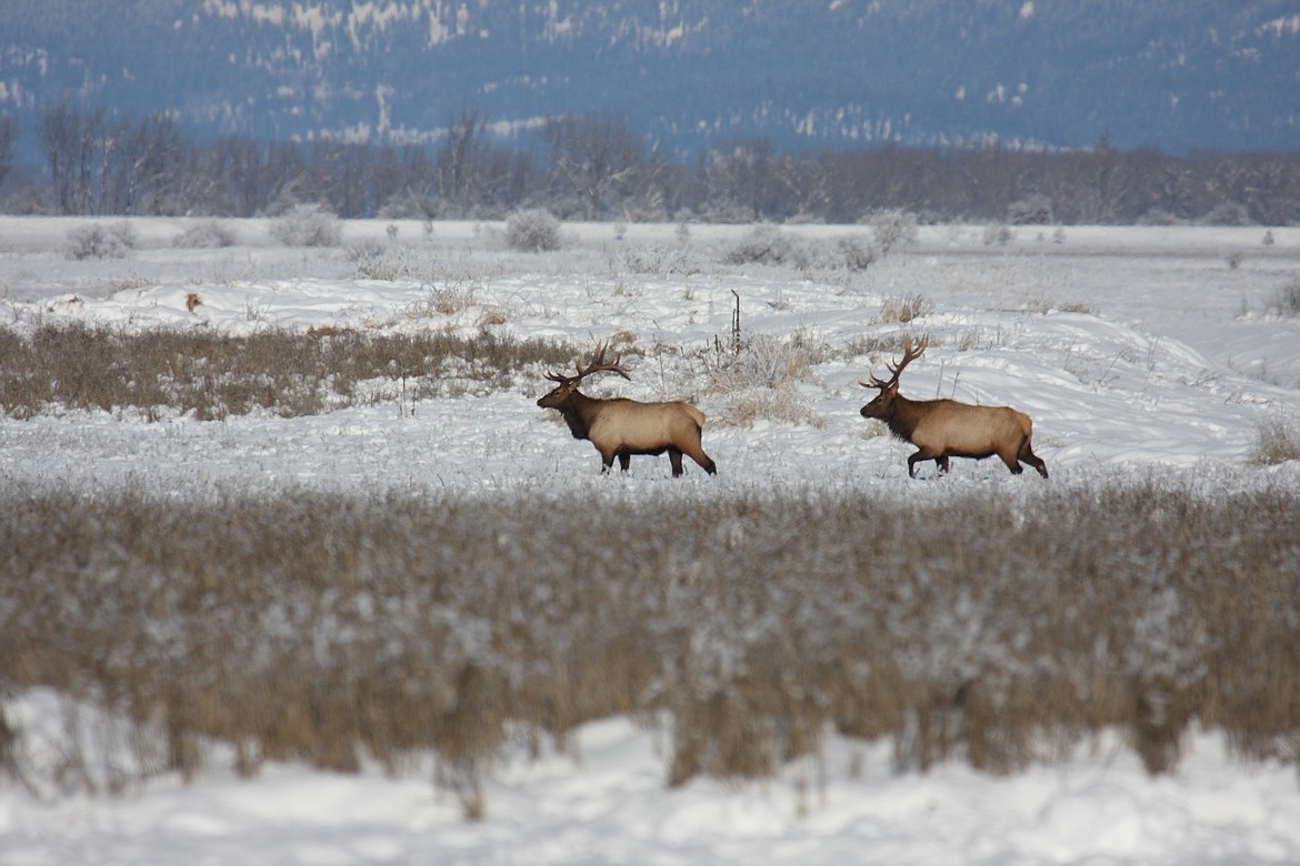 Photo by Steve Jamsa
Elk can still be spotted this time of year in the Wildlife Refuge, either in one large herd, or split off in smaller herds.