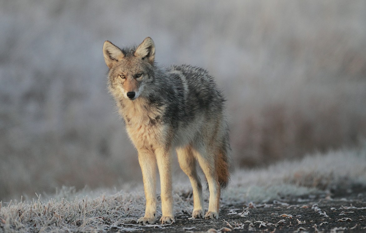 Coyotes are one of the animals that can be seen during the winter in the Wildlife Refuge.

Photo by Steve Jamsa