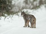 Feds look to remove Canada lynx from ESA