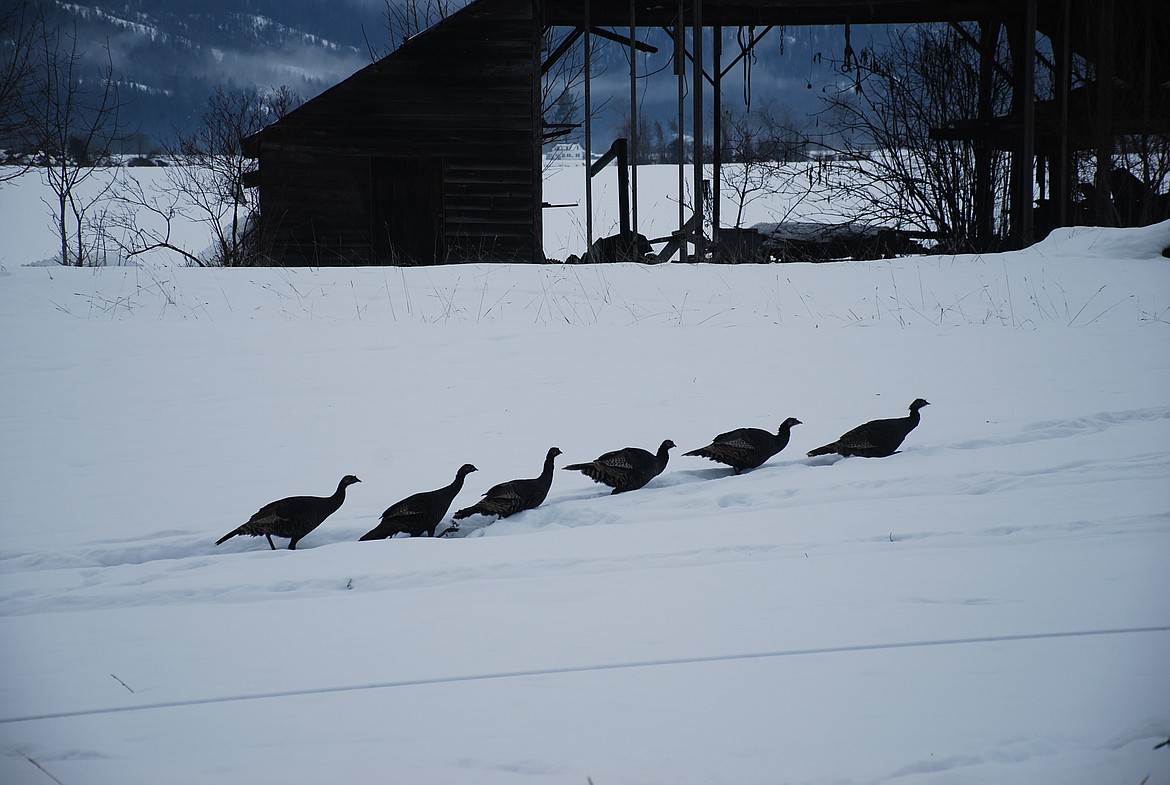 Photos by DON BARTLING
Turkeys, which are less adapted for the heavy snowfall, are pictured walking in single file by an old abandoned farm-stead in Northern Boundary County.