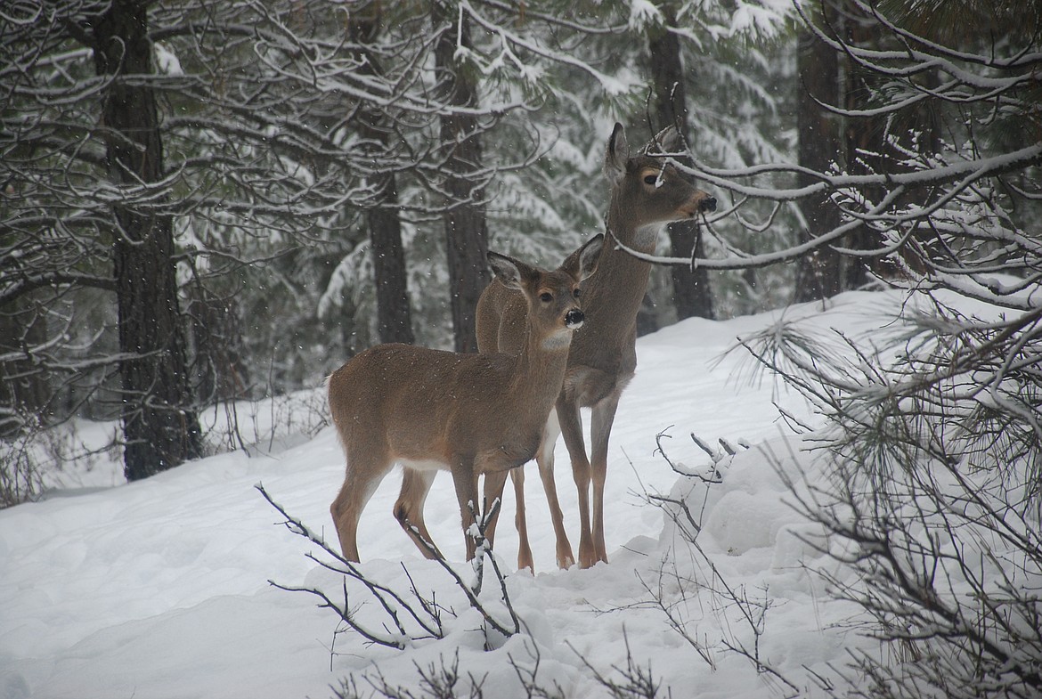 The winter conditions have been more difficult on fawns. This time of year, most fawns are about nine months old and about three-quarters of their adult size.