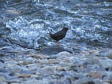 Meet the wondrous water ouzel