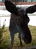 Moseying moose