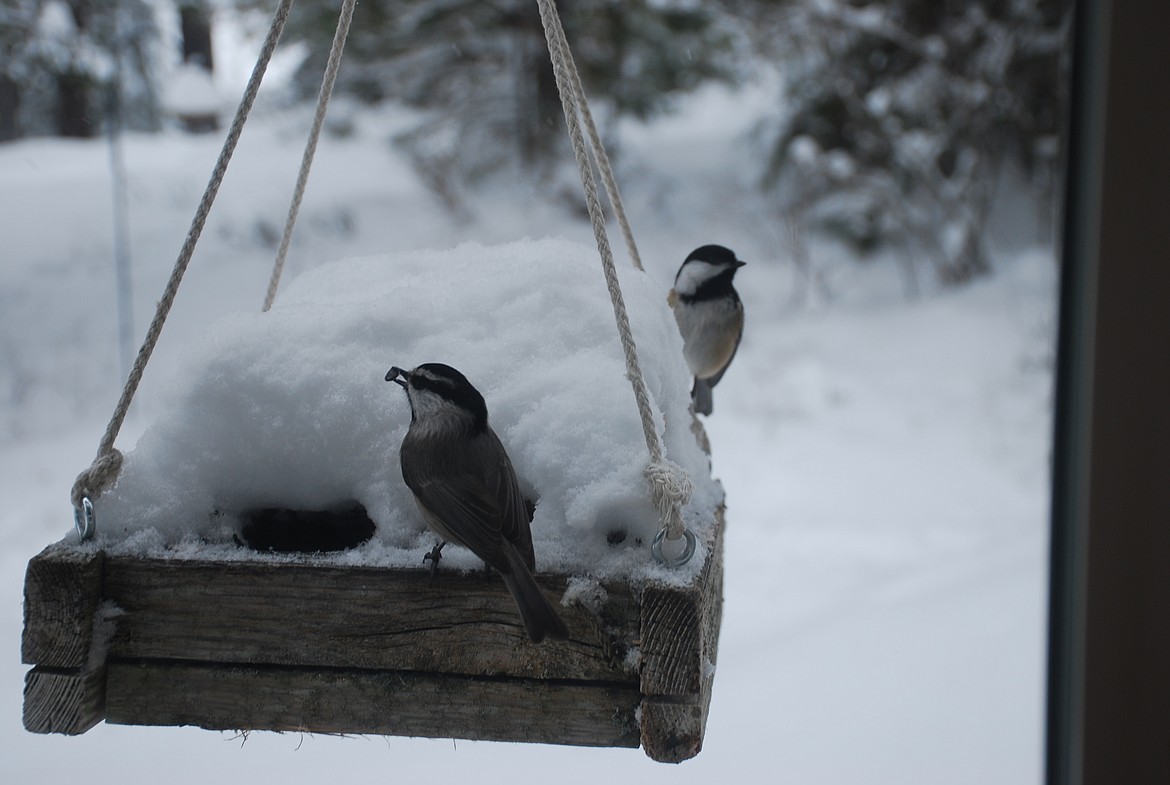 (Photo by DON BARTLING/Hagadone News Network)
The Mountain Chickadee is abundant in North Idaho and readily attracted to bird feeders.