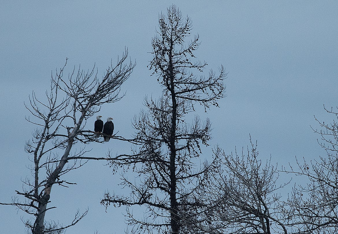 A pair of bald eagles at dusk.