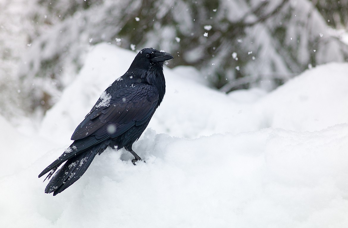 A raven sits on a snowbank in Glacier National Park.