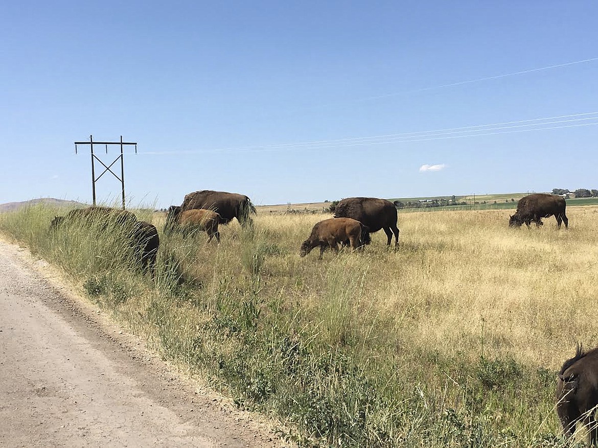 Bison roaming the lands at the National Bison Range in Moiese. (Ashley Fox/Lake County Leader)