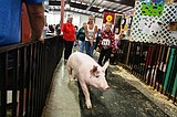 Help pen the pigs at the fairgrounds