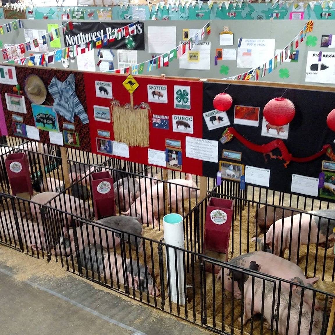 Pigs are housed in pens formed by panels at the Kootenai County Fairgrounds during the 2017 North Idaho State Fair. (Courtesy photo)