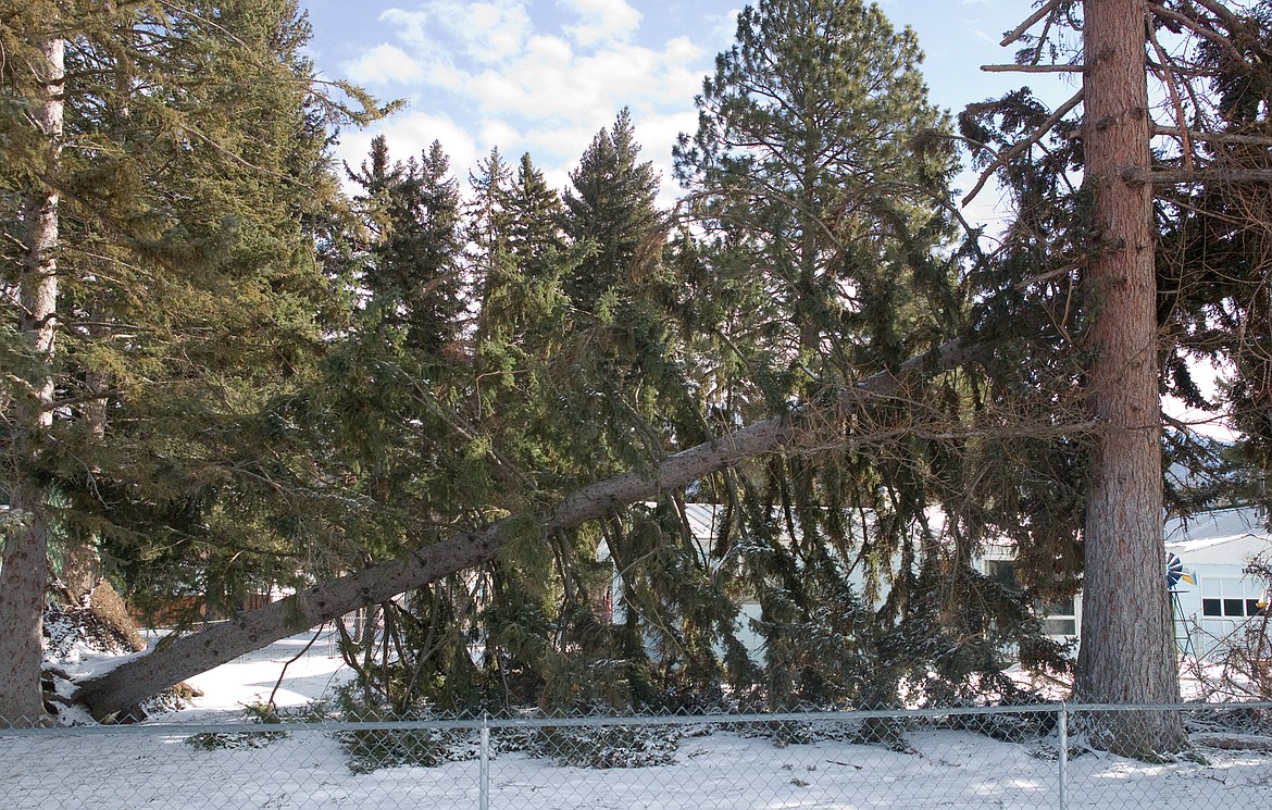 A big spruce lays in the yard of a Grove Street home after the storm.