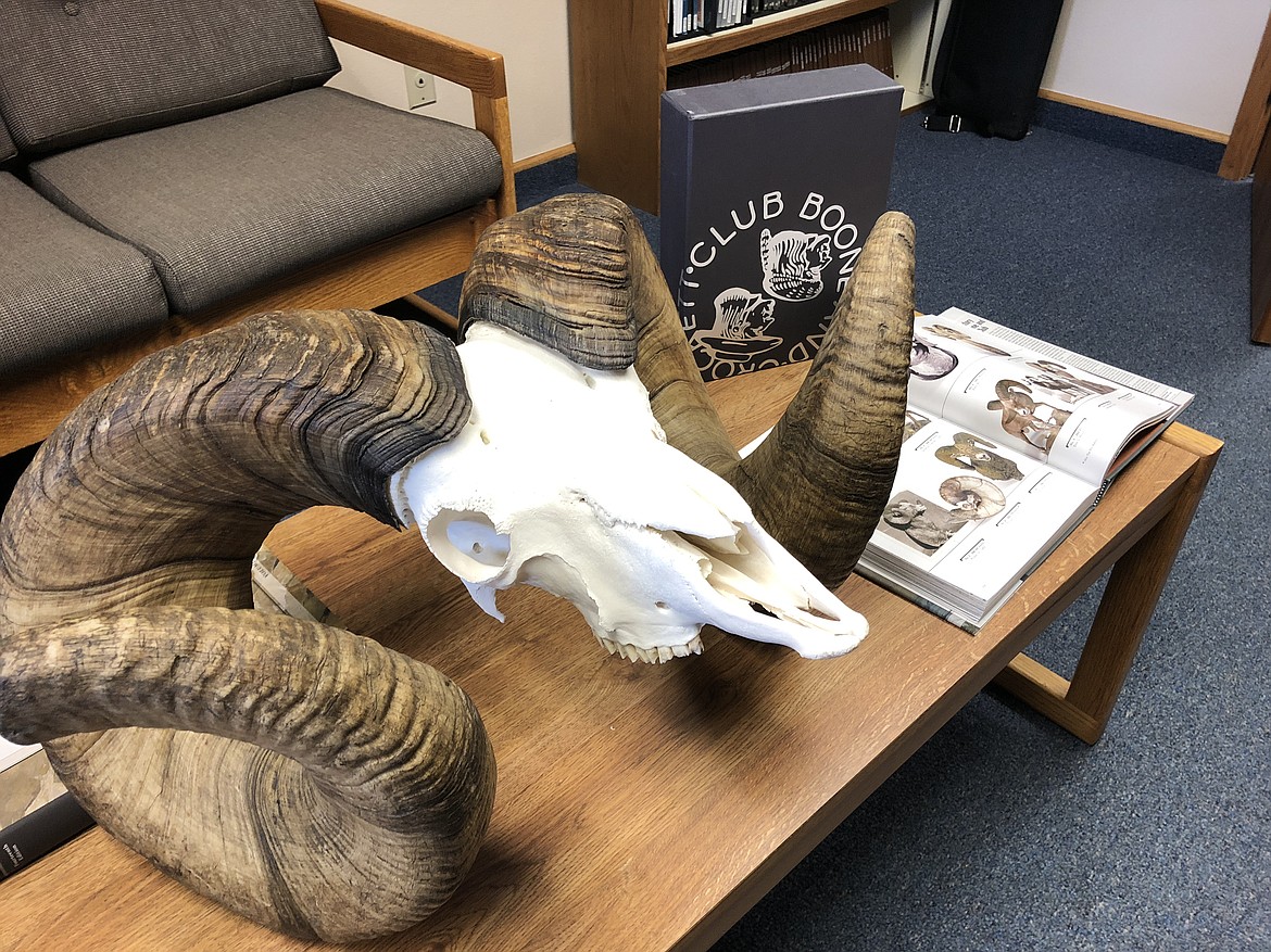 The pending world-record ram skull (photo courtesy of Montana Fish, Wildlife and Parks)