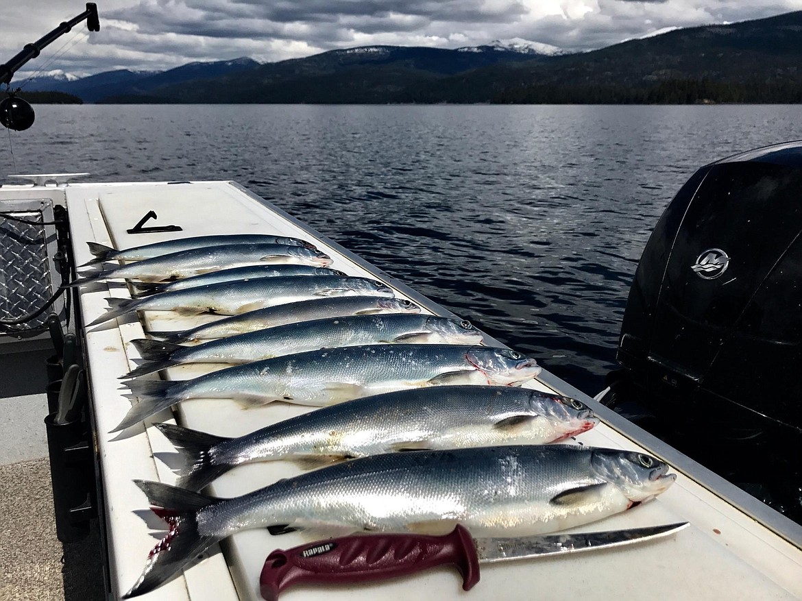 Kokanee/Trout Shrimp