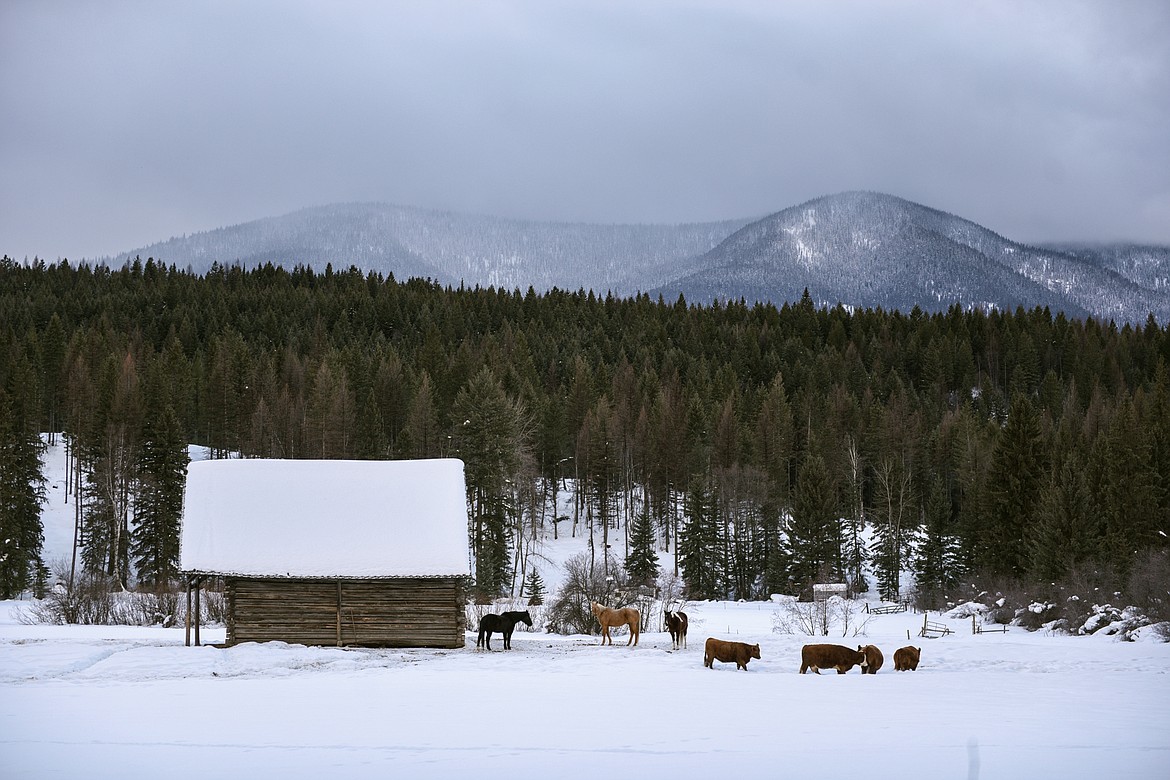 Cattle and horses are still raised on the Abbott Valley Homestead. Abbott Valley got its name from a trapper named Abbott who had a homestead claim in the Martin City area during the late 1890s. (Casey Kreider/Daily Inter Lake)