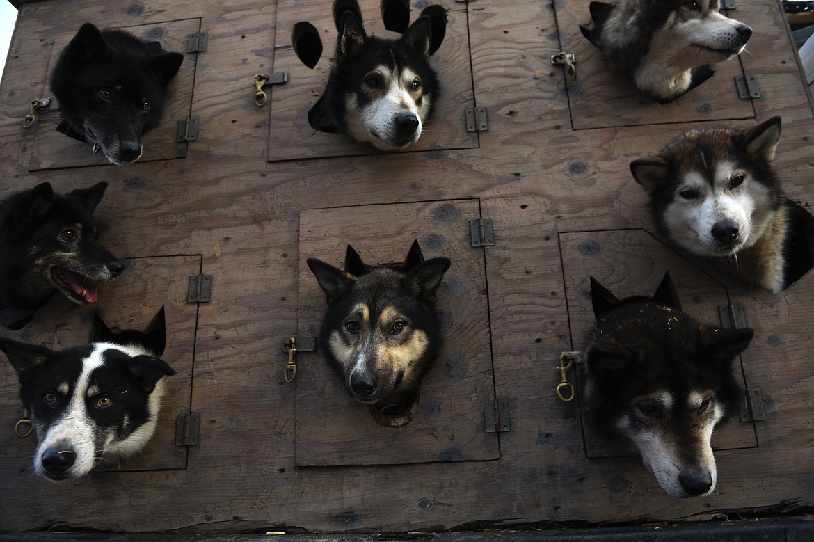 A truck carrying sled dogs makes its way down Central Avenue during the Whitefish Winter Carnival Grand Parade on Saturday. (Casey Kreider/Daily Inter Lake)