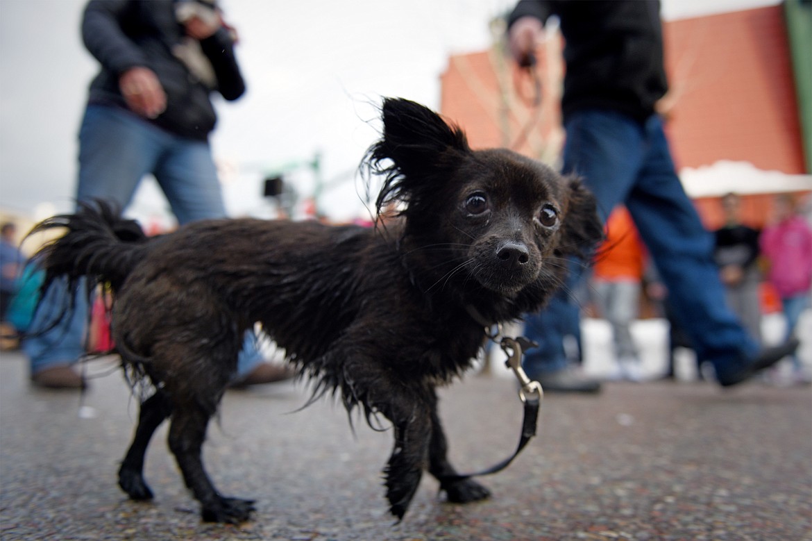 A Chihuahua is walked down Central Avenue during the Whitefish Winter Carnival Grand Parade on Saturday. (Casey Kreider/Daily Inter Lake)