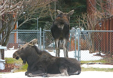 Moose family surprises Post Falls neighborhood