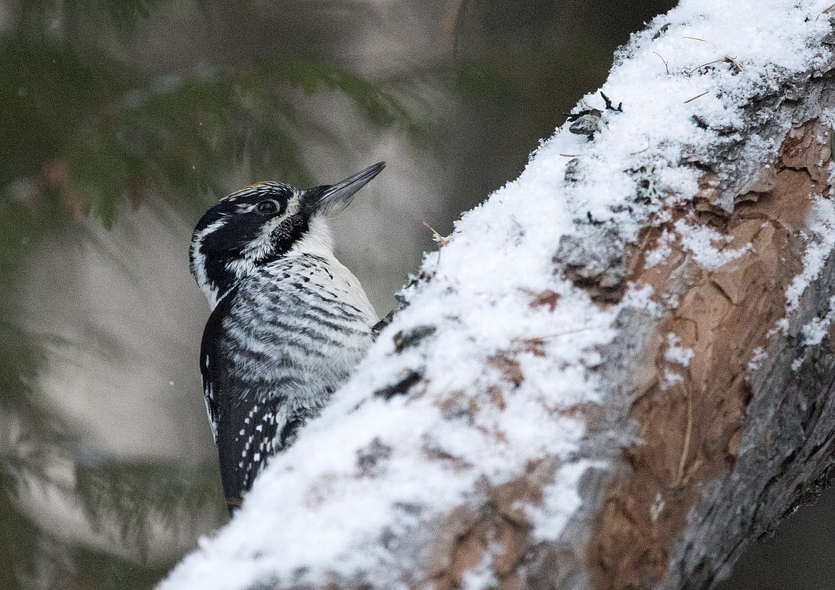 A three-toed woodpecker searches for grubs in a downed larch.